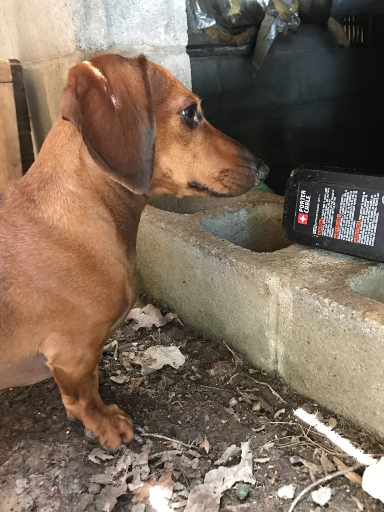 Yadier on the lookout for "Dad" during FHA repairs